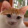 Avatar utente