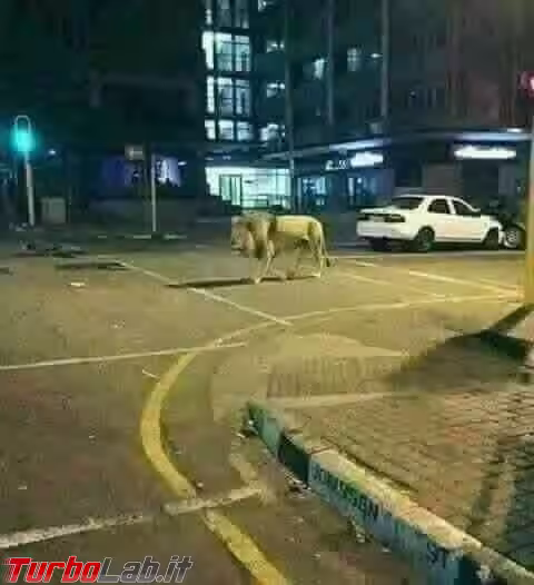 67743636_2254858611307900_7878434415733374976_