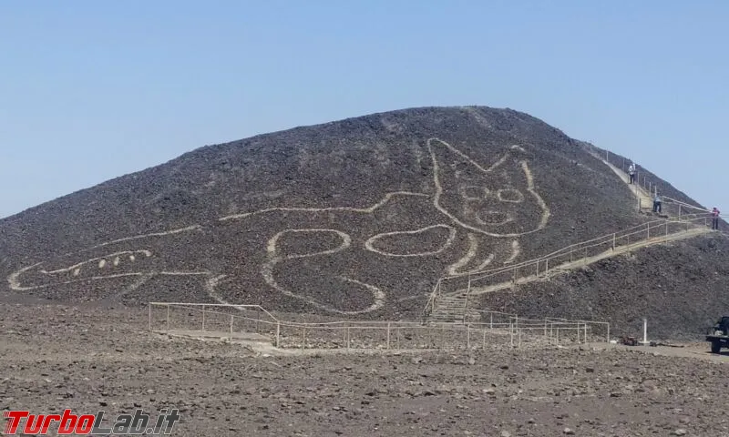 catwhole-800x480