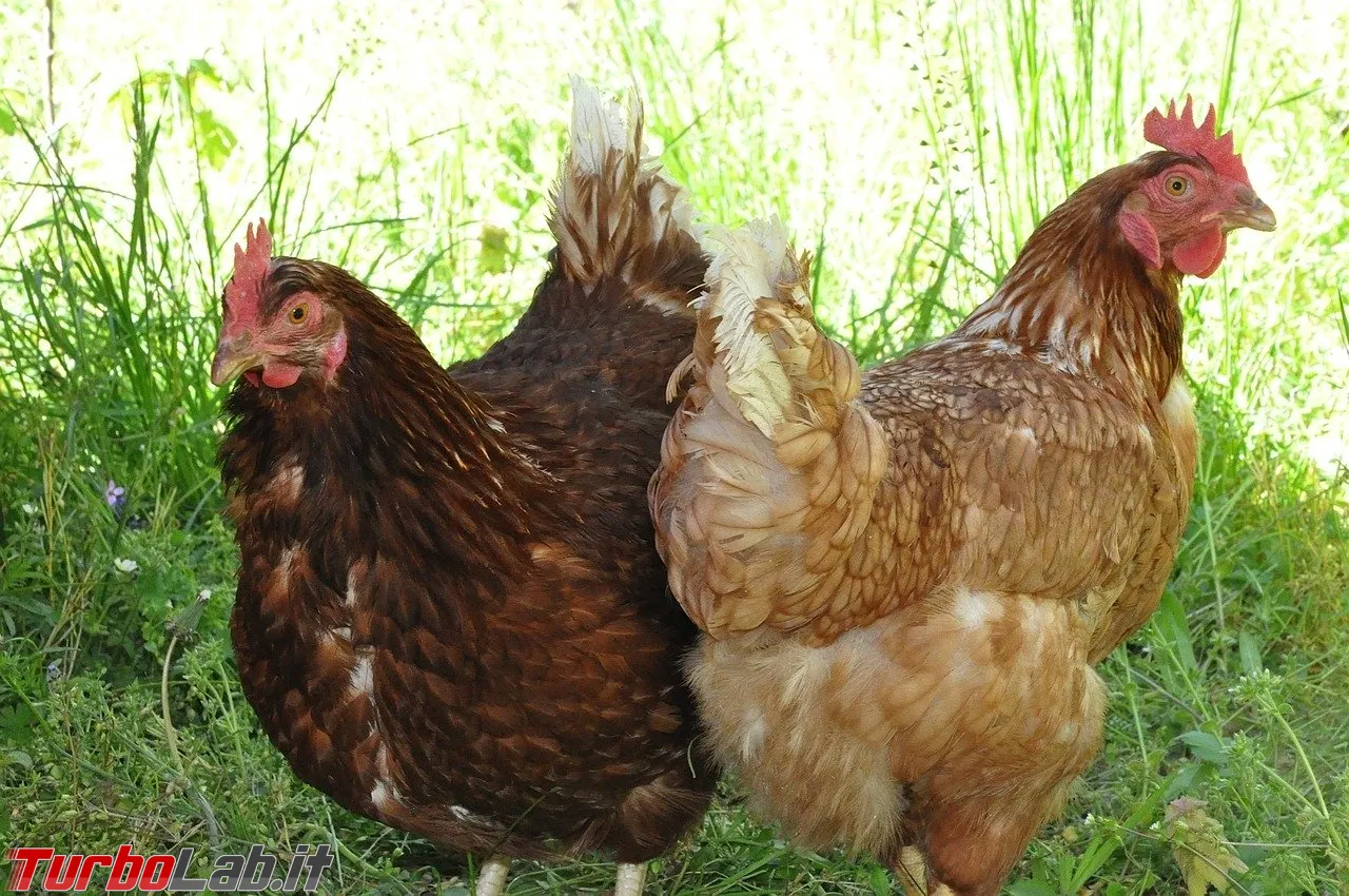 hens-787116_1280