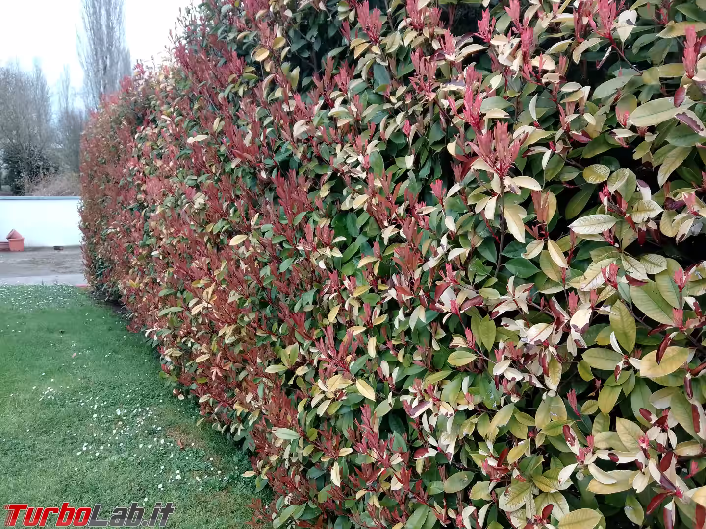 Foto cam Blackview MEGA 2 (4)