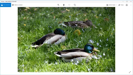 Come aprire foto Raw su PC Windows 10 (file .nef, .dng, .cr2, .cr3, .crw, .dng)