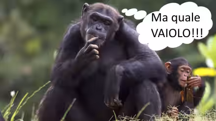 Emergenza vaiolo delle scimmie su barcone: è una fake news del 2014