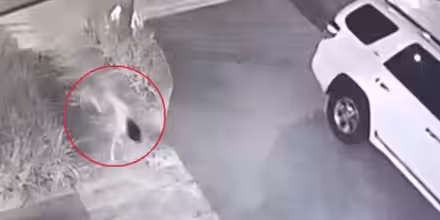 Torna il mistero della ragazza cane nina perro: verità o bufala?