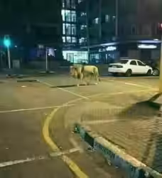 Putin libera 500 leoni per far rispettare la quarantena: vi sembra possibile?