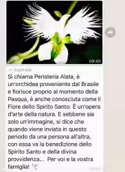 Messaggio sulla Peristeria Alata o Fiore dello Spirito Santo: bufala o verità?