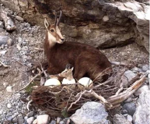 La trollata della schiusa delle uova di camoscio