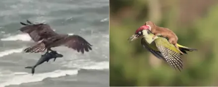 Aquila cattura squalo? Donnola vola su un picchio? Strani avvistamenti spopolano sul web