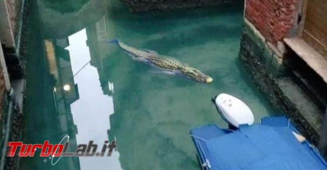 Coccodrilli altri animali esotici Venezia: verità bufala? - Coccodrillo-a-Venezia-750x391