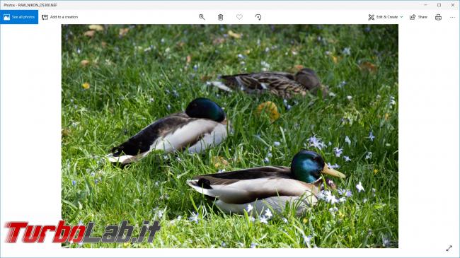 Come aprire foto Raw PC Windows 10 (file .nef, .dng, .cr2, .cr3, .crw, .dng)