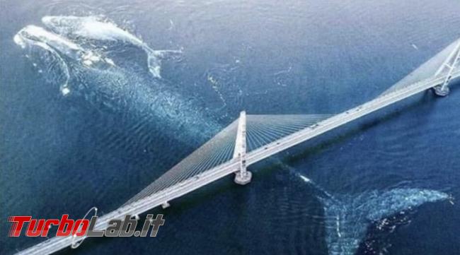 Fotografata Balena cucciolo sotto ponte Messina: bufala mese