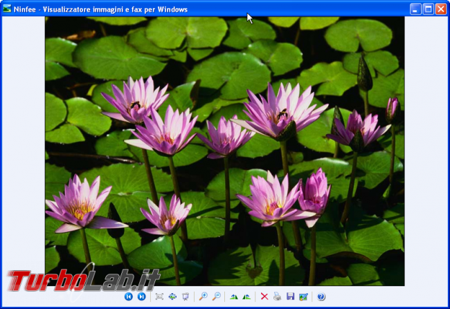 storia Windows, anno 2001: Windows XP - windows xp visualizzatore immagini e fax per Windows