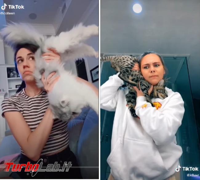 TikTok &quot;The Queen is coming&quot;: animali domestici usati come telefoni poi scaraventati terra