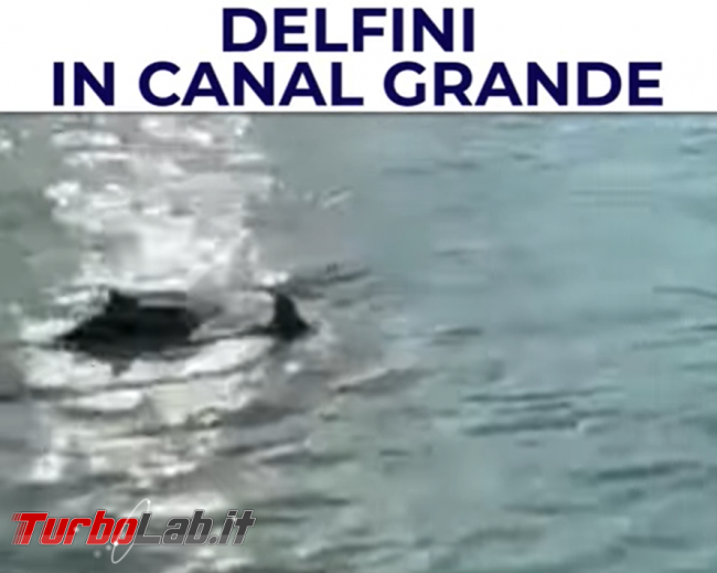 Venezia: delfini sì delfini no? Ormai non si sa più cosa credere... - FrShot_1616507085