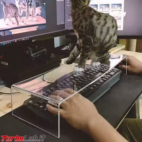Immagine 12 keyboard-cat