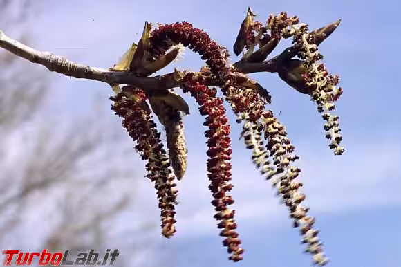 Immagine 2 pione43